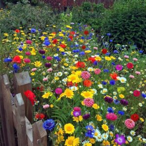 Wild flower seed mix