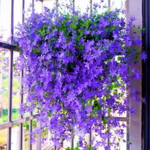Campanula poscharskyana