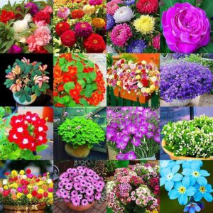 Flower seed combo pack