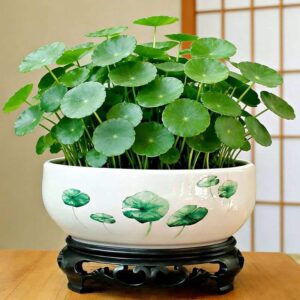 Lucky coin plant
