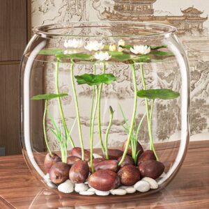 Mini bowl micro lotus flower seeds