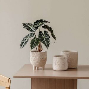 Indoor planter set