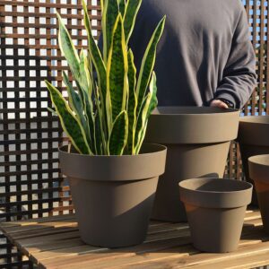 Snake plant