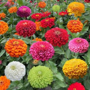 Zinnia elegans flower seed