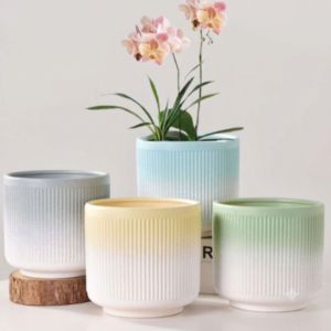 Ceramic succulent pot set